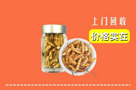 三沙南沙回收散虫草